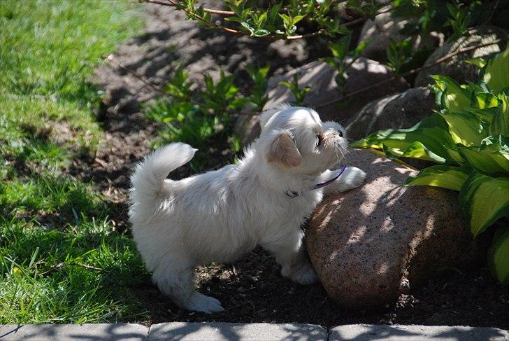 Coton de tulear Vicky - Vick i blomsterbeddet, 5 uger. billede 10