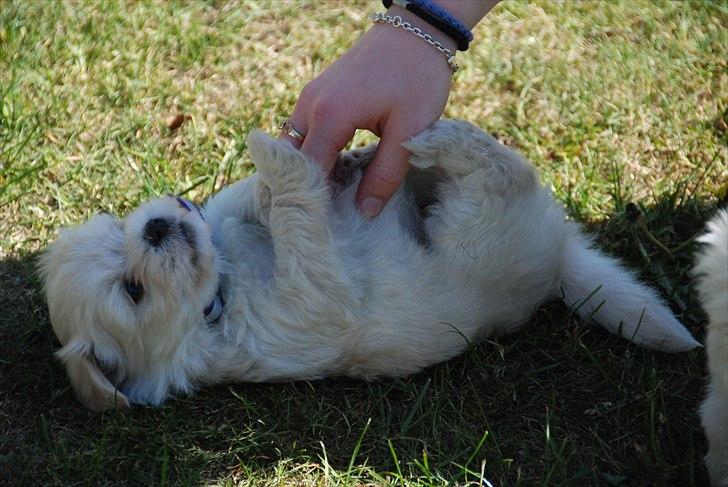 Coton de tulear Vicky - Hun elsker at blive kløet på mavsen :P billede 8