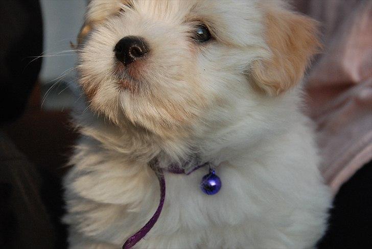 Coton de tulear Vicky - Vores første aften, hvor hun er vores egen, hjemme i haven. Billedet har jeg taget :P billede 3