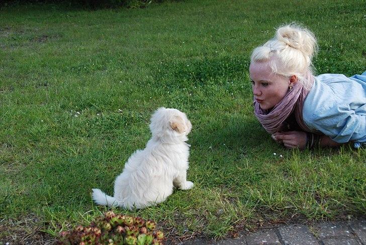 Coton de tulear Vicky - Mig og Vicky på plænen. Møsser :D billede 4