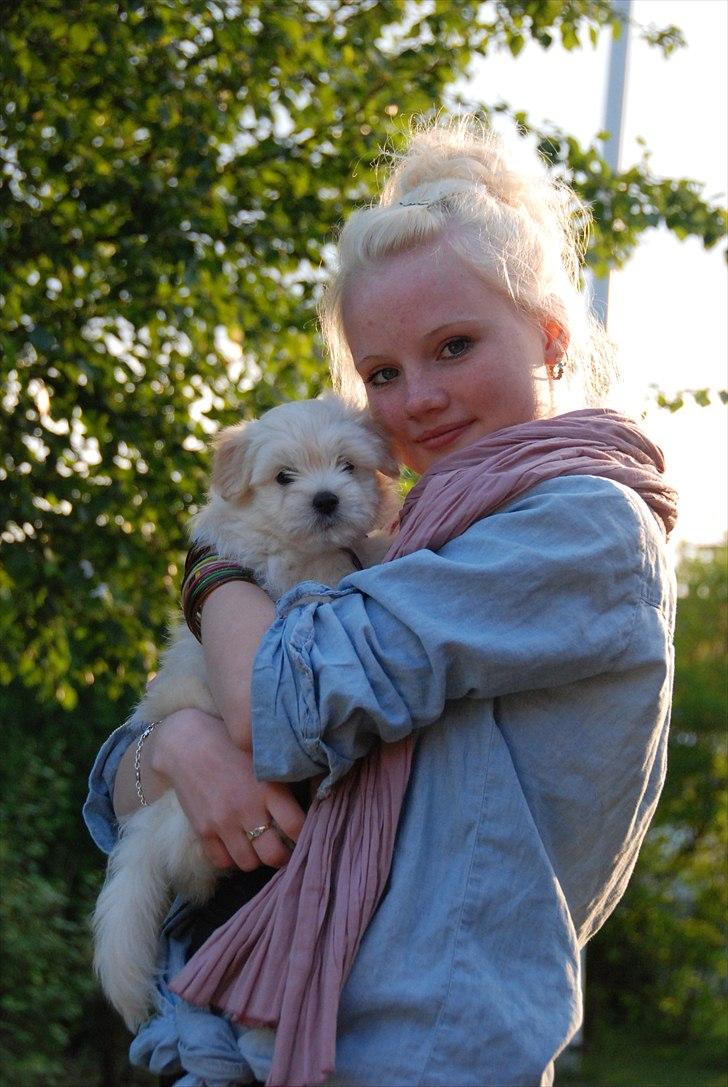 Coton de tulear Vicky - Min elskede lille vovse billede 9