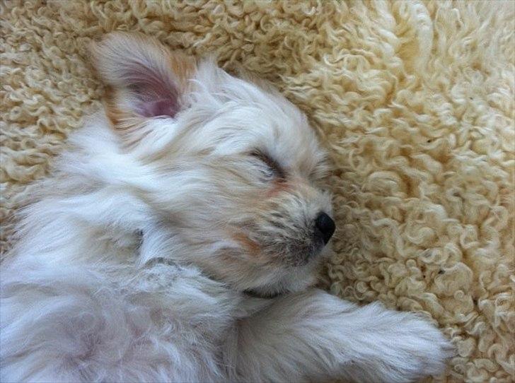 Coton de tulear Vicky - Meget træt lille vovse :P billede 5