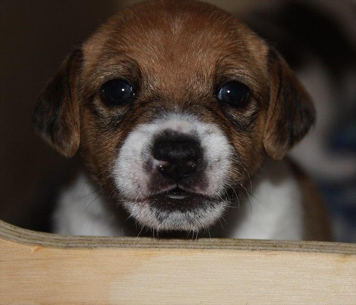 Blanding af racer Johna Stockton - Hej, jeg hedder Johna!   3,5 uge gammel billede 2