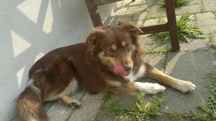 Blanding af racer May-Day billede 2