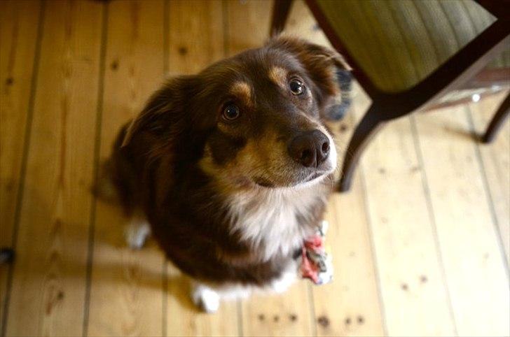 Blanding af racer May-Day billede 3