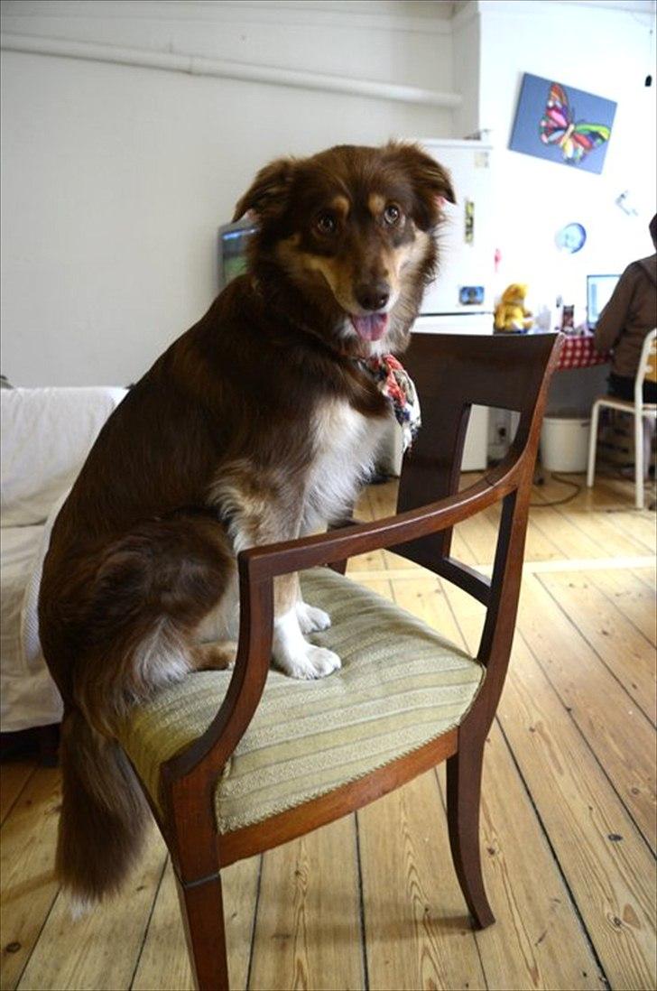 Blanding af racer May-Day billede 4