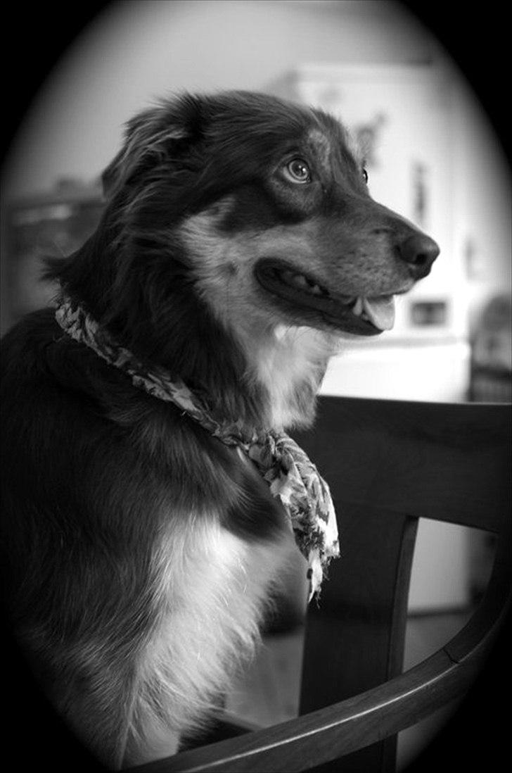 Blanding af racer May-Day billede 5