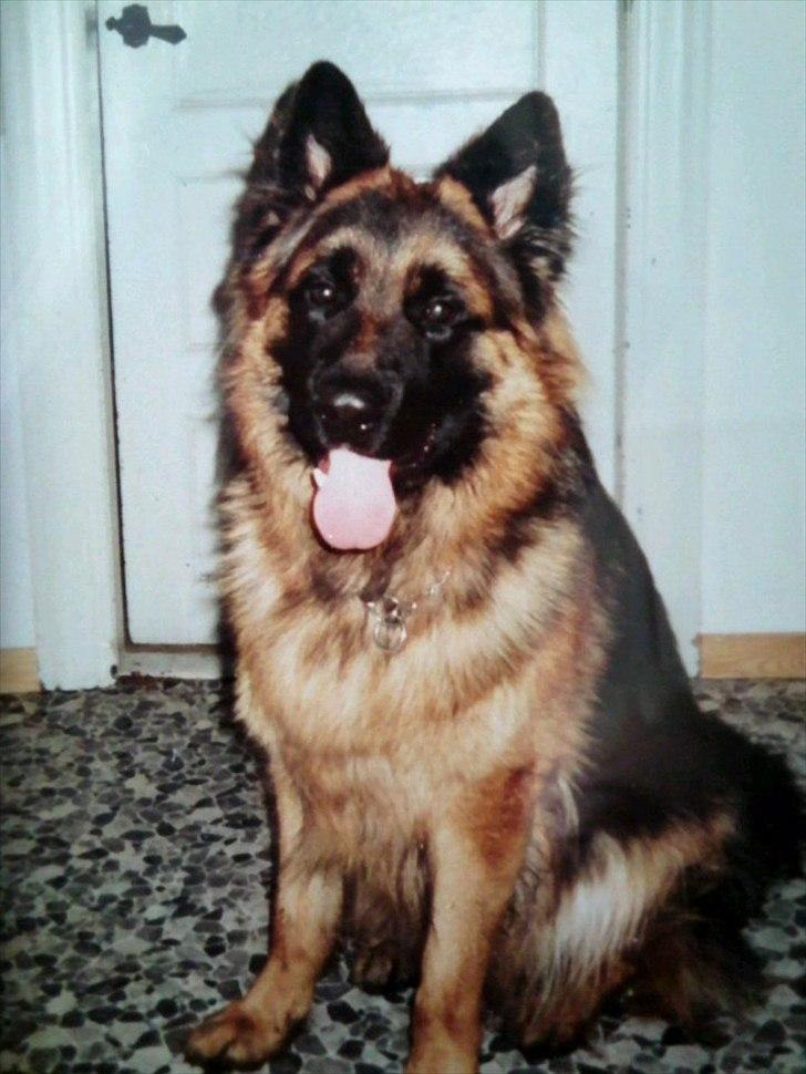 Schæferhund Bamse Heok´s Marko RIP billede 15
