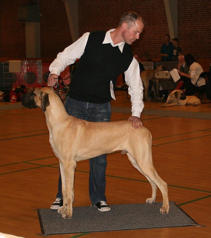 Grand danois Sunyard´s Esben *CÆSAR* - Knap 10 mdr gammel, klassevinder og 2.bedste han med CERT ved GD-klubbens udstilling i Nyborg, 28. maj 2011!!! billede 15