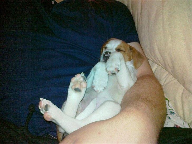 Dansk svensk gaardhund Holgers Rose (Kiki) - Det er så hårdt at komme et nyt sted hen billede 14