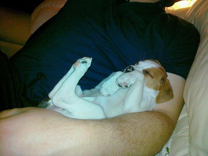 Dansk svensk gaardhund Holgers Rose (Kiki) - Det er så dejligt i fars arme
(Da vi næsten lige havde fået hende hjem) billede 15