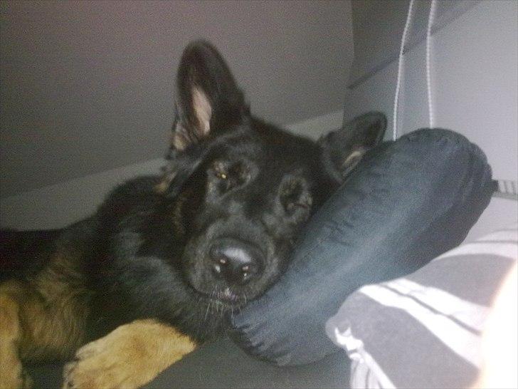 Schæferhund Creuf - Herligt syn når man vender sig om og åbner øjnene :-) billede 12