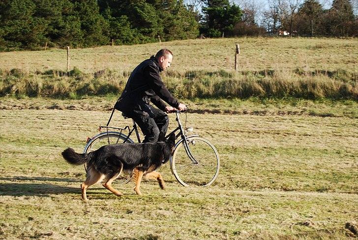 Schæferhund Creuf - Cykel øv. ved unghundestævnet i Thisted. billede 9