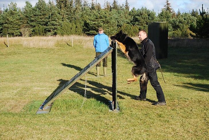 Schæferhund Creuf - Spring (1,5m) Unghundestævnet i Thisted. billede 10