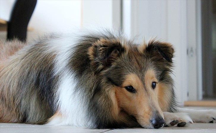 Shetland sheepdog Oscar aka. Vaps - Træt dreng efter første svømmetime billede 8