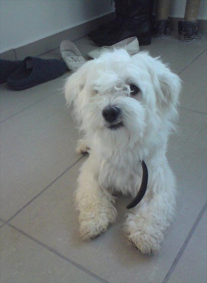 Malteser 'RAMEY' billede 15