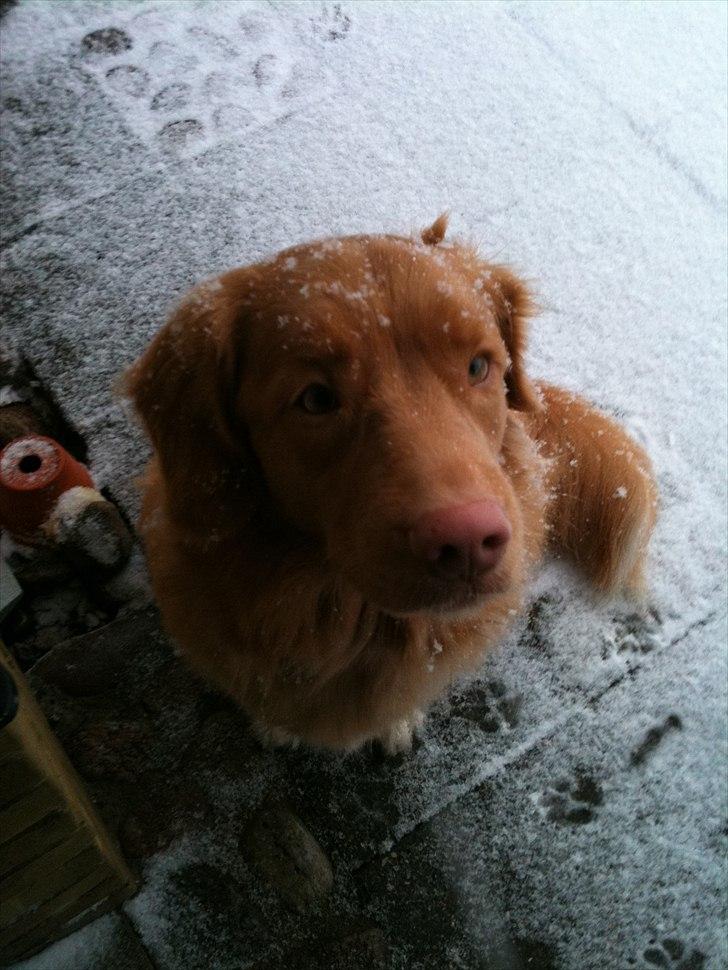 Nova scotia duck tolling retriever Simba - Foto: Mig. billede 3