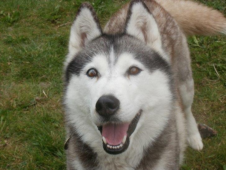 Siberian husky Dina (midlertidig hund) billede 6