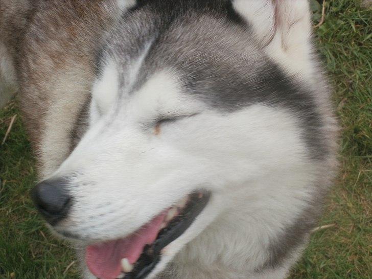 Siberian husky Dina (midlertidig hund) billede 8