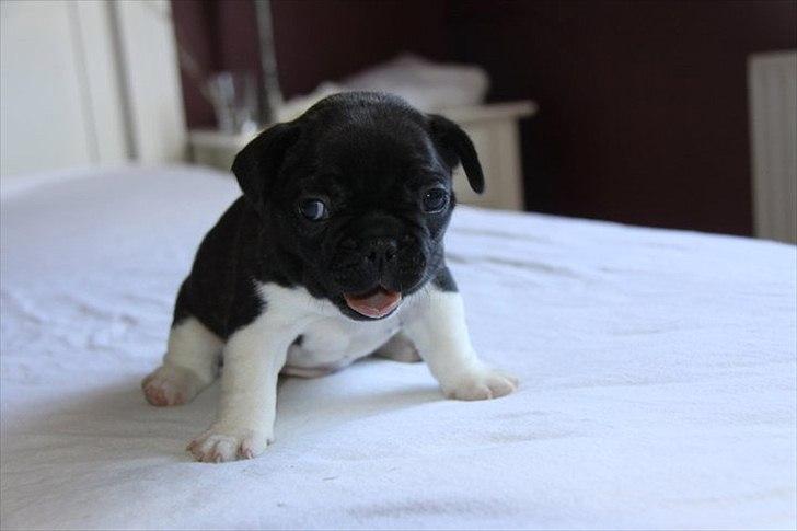 Fransk bulldog Armani "Dyson" - lånt af opdrætter 3 uger gammgel billede 5