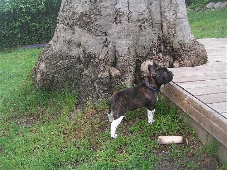 Fransk bulldog Armani "Dyson" billede 6