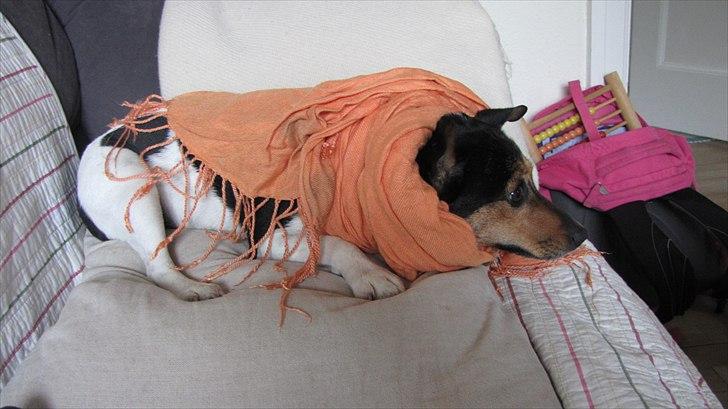 Jack russell terrier Nuser - Nuser i (Mit) tøtklæd billede 2