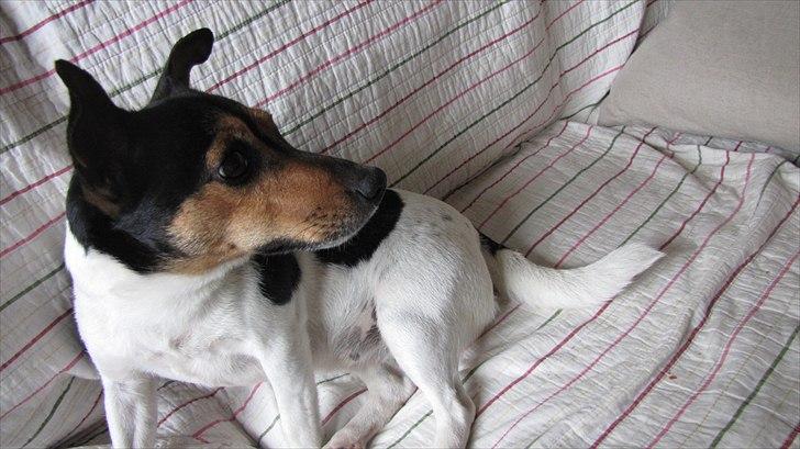Jack russell terrier Nuser - Lille søde Nuser billede 9