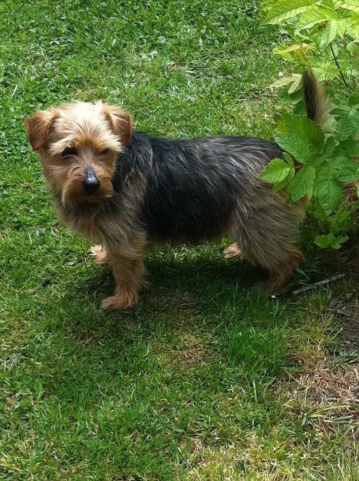 Norfolk terrier Aesir´s Chico - På skovtur i haven billede 1