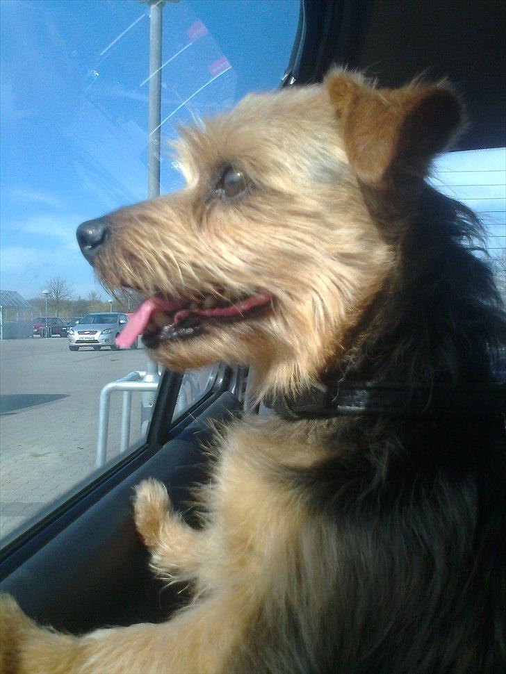 Norfolk terrier Aesir´s Chico billede 4