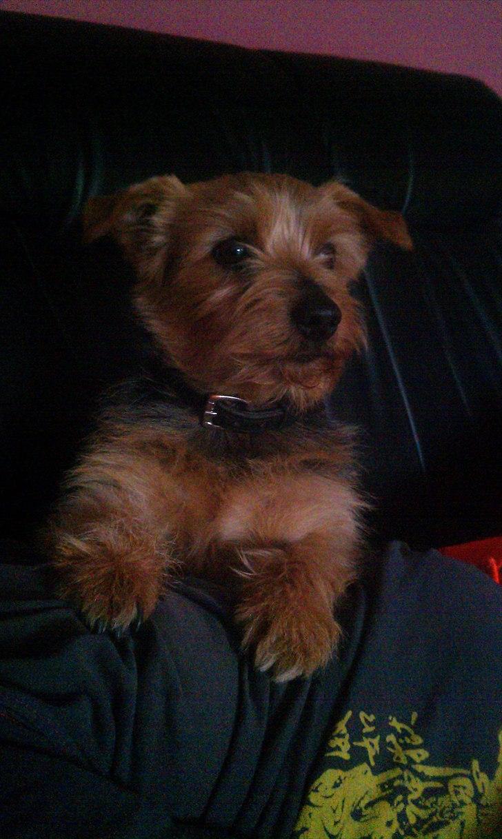 Norfolk terrier Aesir´s Chico - Hygge i sofaen billede 5