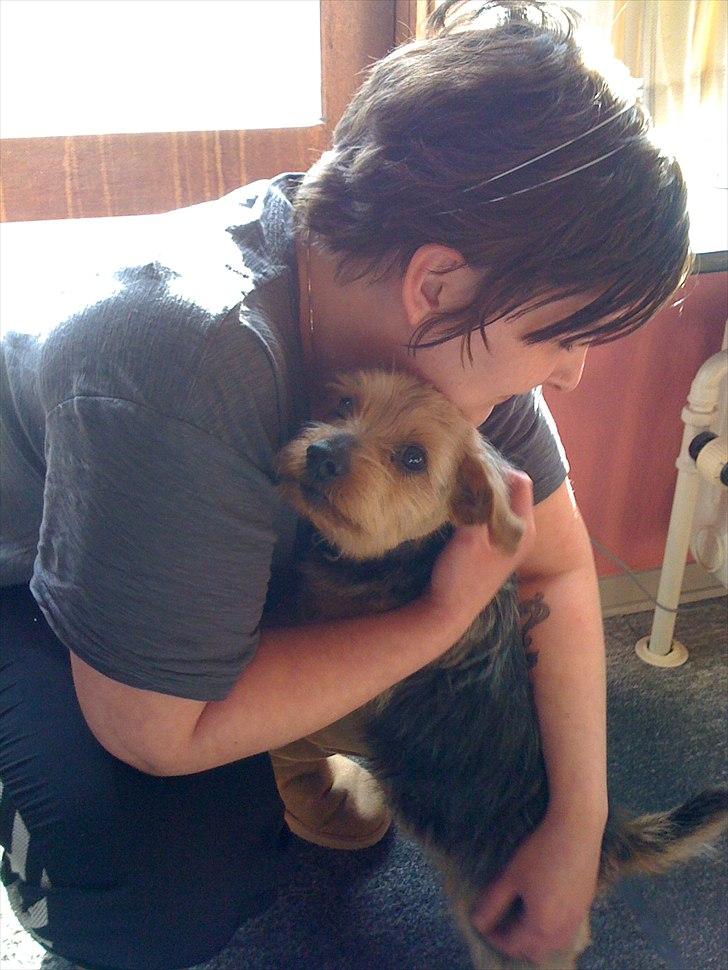 Norfolk terrier Aesir´s Chico - mums en dejlig krammer billede 6