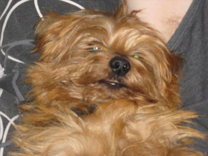 Norfolk terrier Aesir´s Chico - Fars lille putterøv billede 7