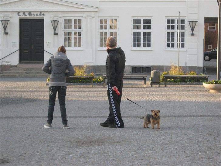 Norfolk terrier Aesir´s Chico - På tur i byen billede 8