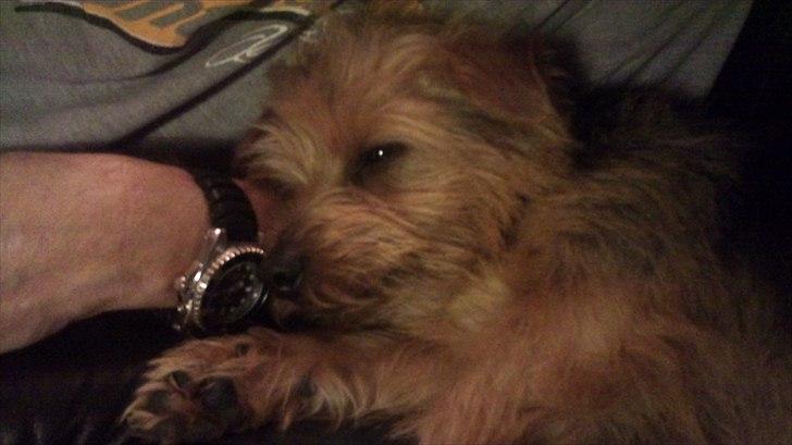 Norfolk terrier Aesir´s Chico - Hygge hos far på sofaen billede 9