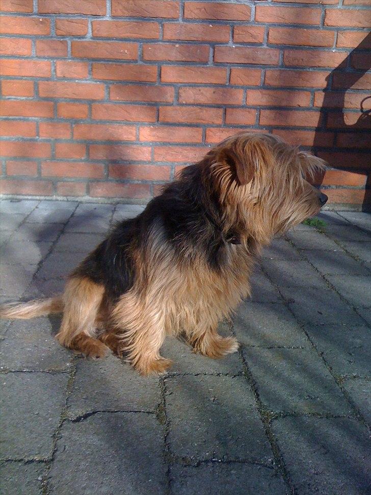 Norfolk terrier Aesir´s Chico billede 10