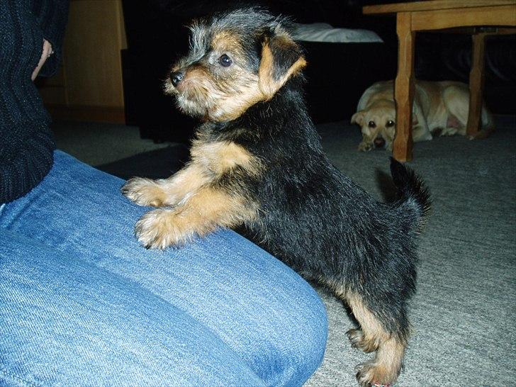 Norfolk terrier Aesir´s Chico - 9 uger gammel billede 11