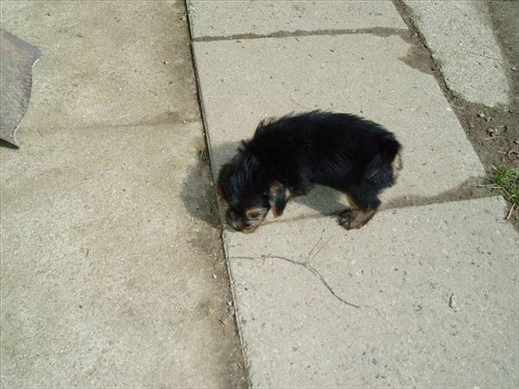 Norfolk terrier Aesir´s Chico - 7 uger gammel billede 12