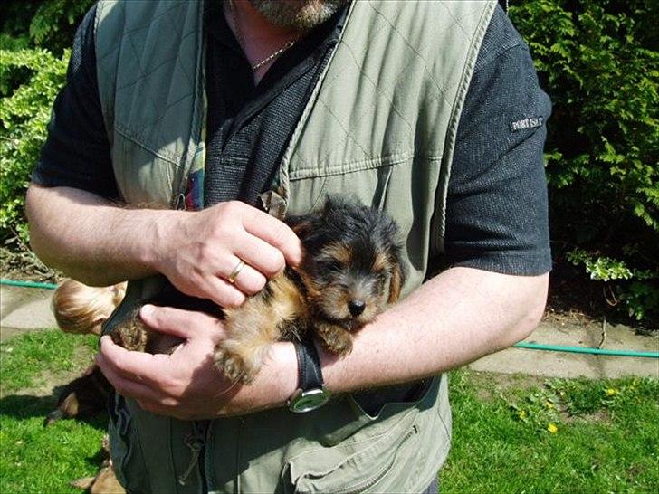 Norfolk terrier Aesir´s Chico - 7 uger gammel billede 13