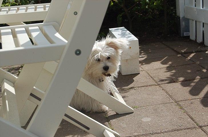 Malteser DJ billede 4