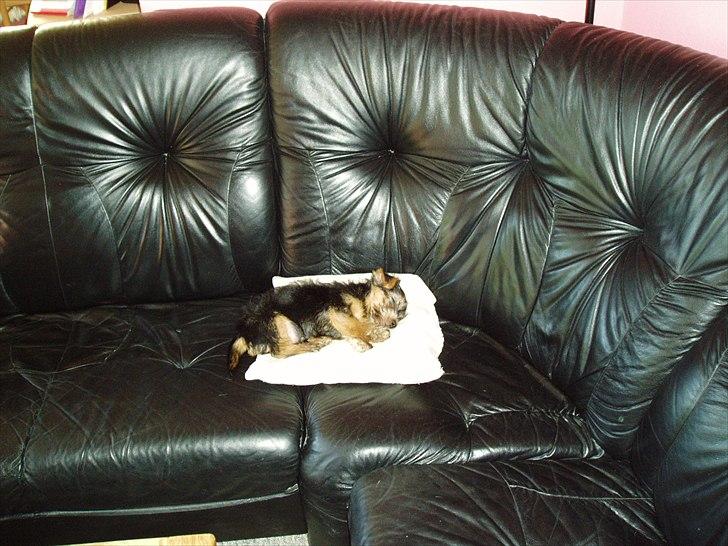 Norfolk terrier Aesir´s Chico - 9 uger billede 14