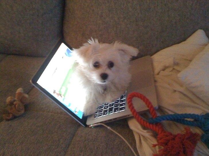 Malteser DJ billede 11