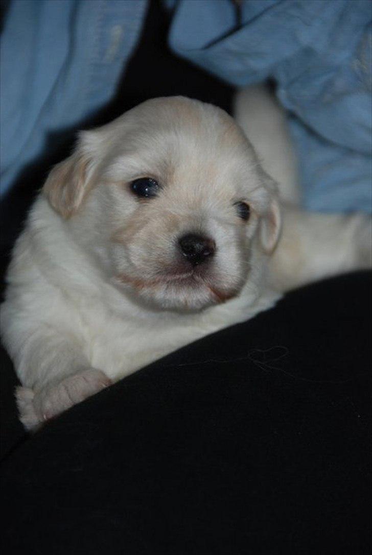 Coton de tulear Vicky - 2 uger gammel, ligner slet ikke min lille bamselamse som hun gør i dag :P billede 6