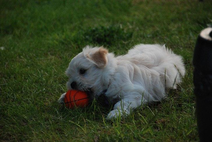 Coton de tulear Vicky - "Grrr... den er så stor" billede 7