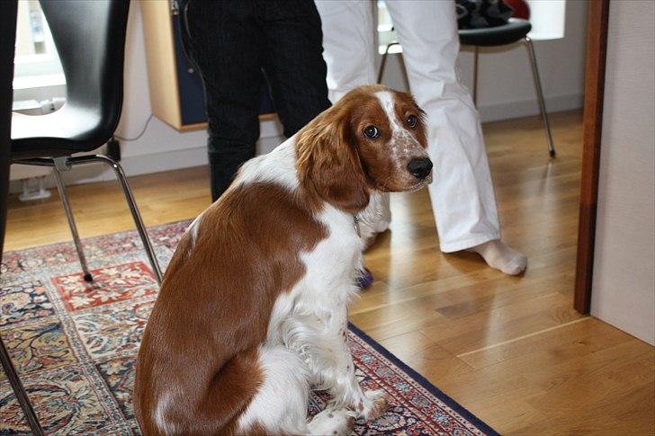 Welsh springer spaniel Lloer's Tale of Gold *Sally* - Suk.. xD billede 2