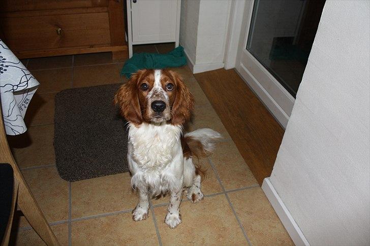 Welsh springer spaniel Lloer's Tale of Gold *Sally* - Er jeg ikk kær? :p billede 3