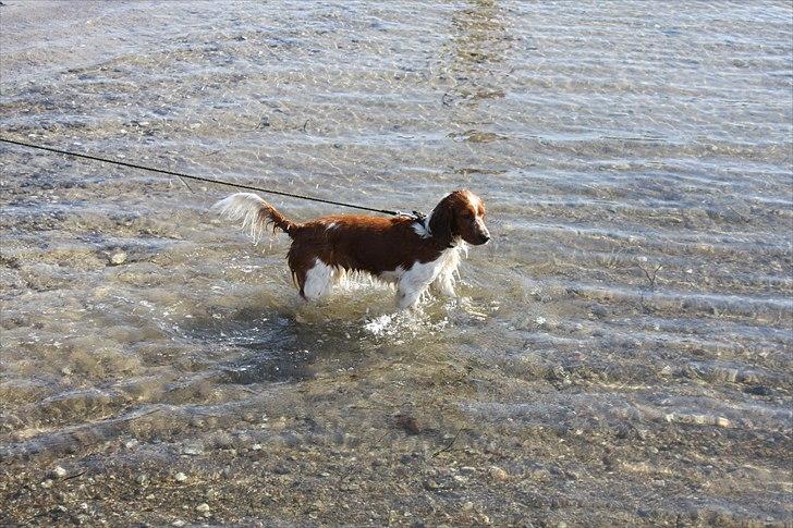 Welsh springer spaniel Lloer's Tale of Gold *Sally* billede 5