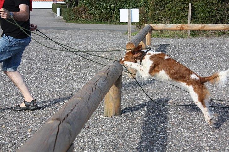 Welsh springer spaniel Lloer's Tale of Gold *Sally* - Veee xD billede 6