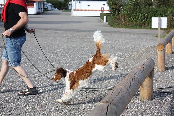 Welsh springer spaniel Lloer's Tale of Gold *Sally* billede 7