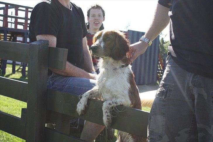 Welsh springer spaniel Lloer's Tale of Gold *Sally* - Jeg vil ogs være med! :p billede 8