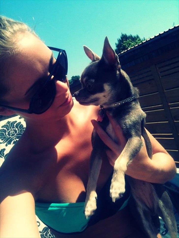 Chihuahua Kayla billede 7